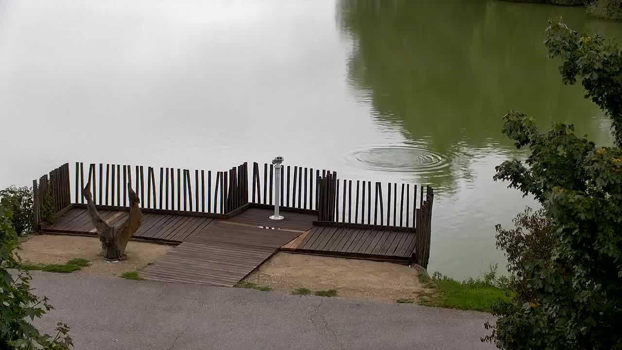 Webcam Ribnik Vrbje – Žalec
