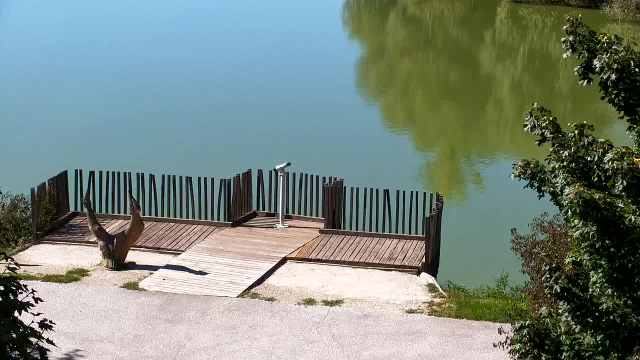 Webcam Ribnik Vrbje – Žalec