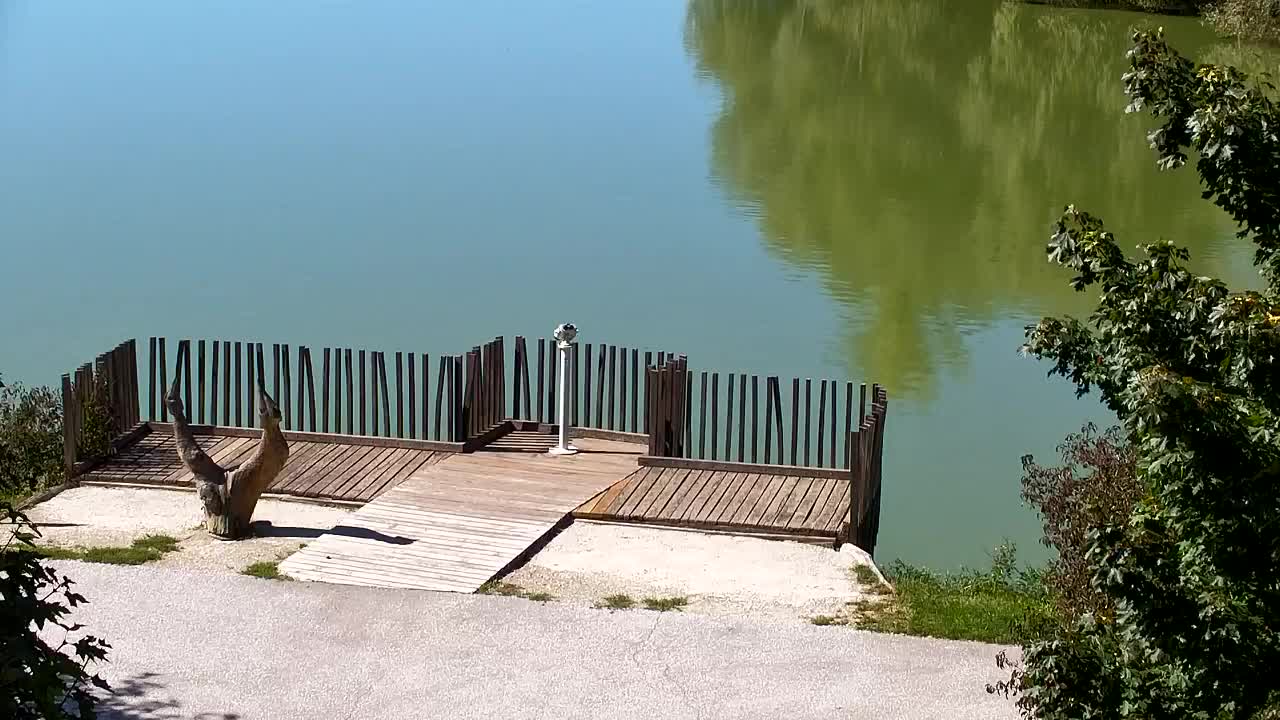 Webcam Ribnik Vrbje – Žalec