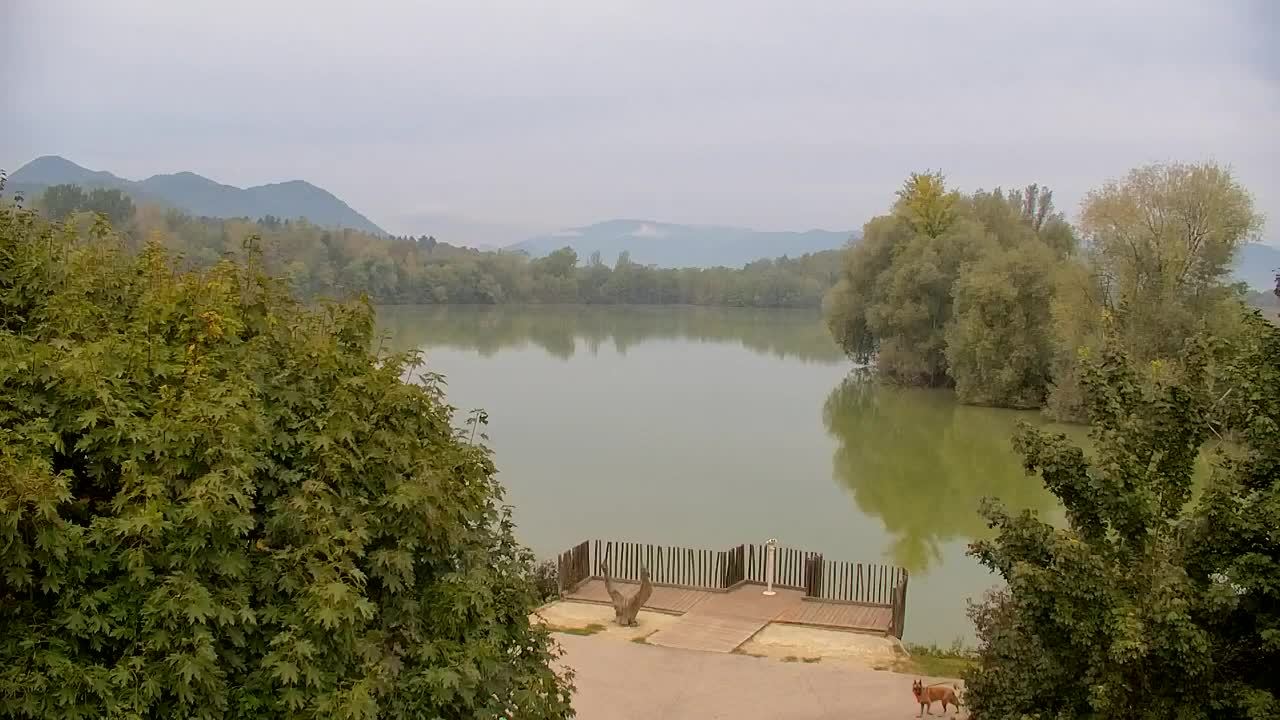 Webcam Ribnik Vrbje – Žalec