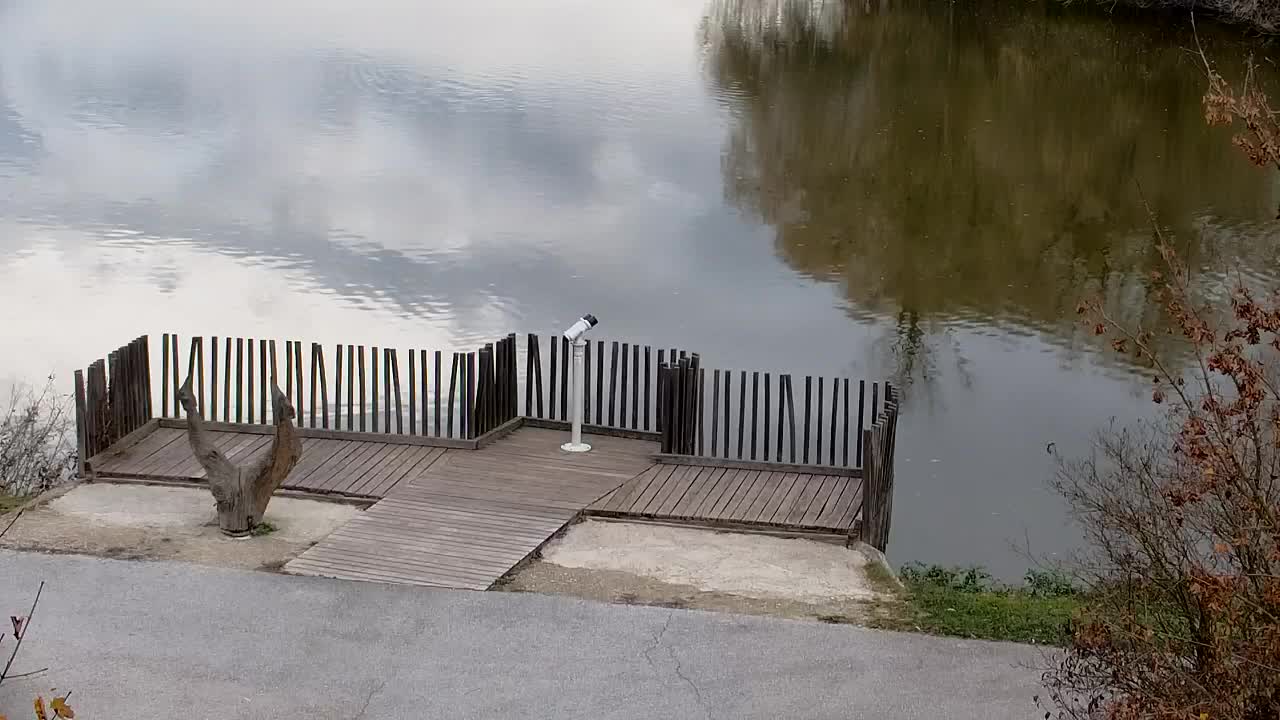 Webcam Ribnik Vrbje – Žalec