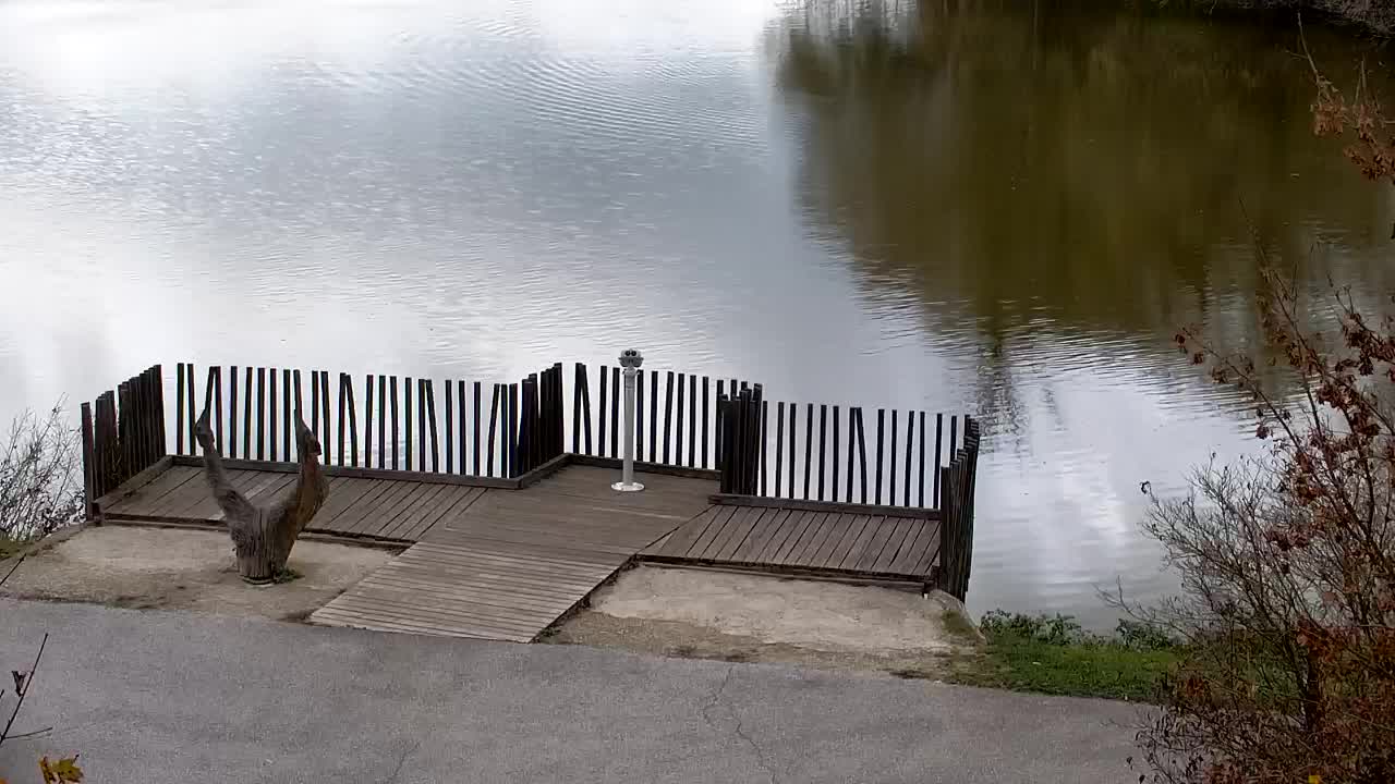 Webcam Ribnik Vrbje – Žalec