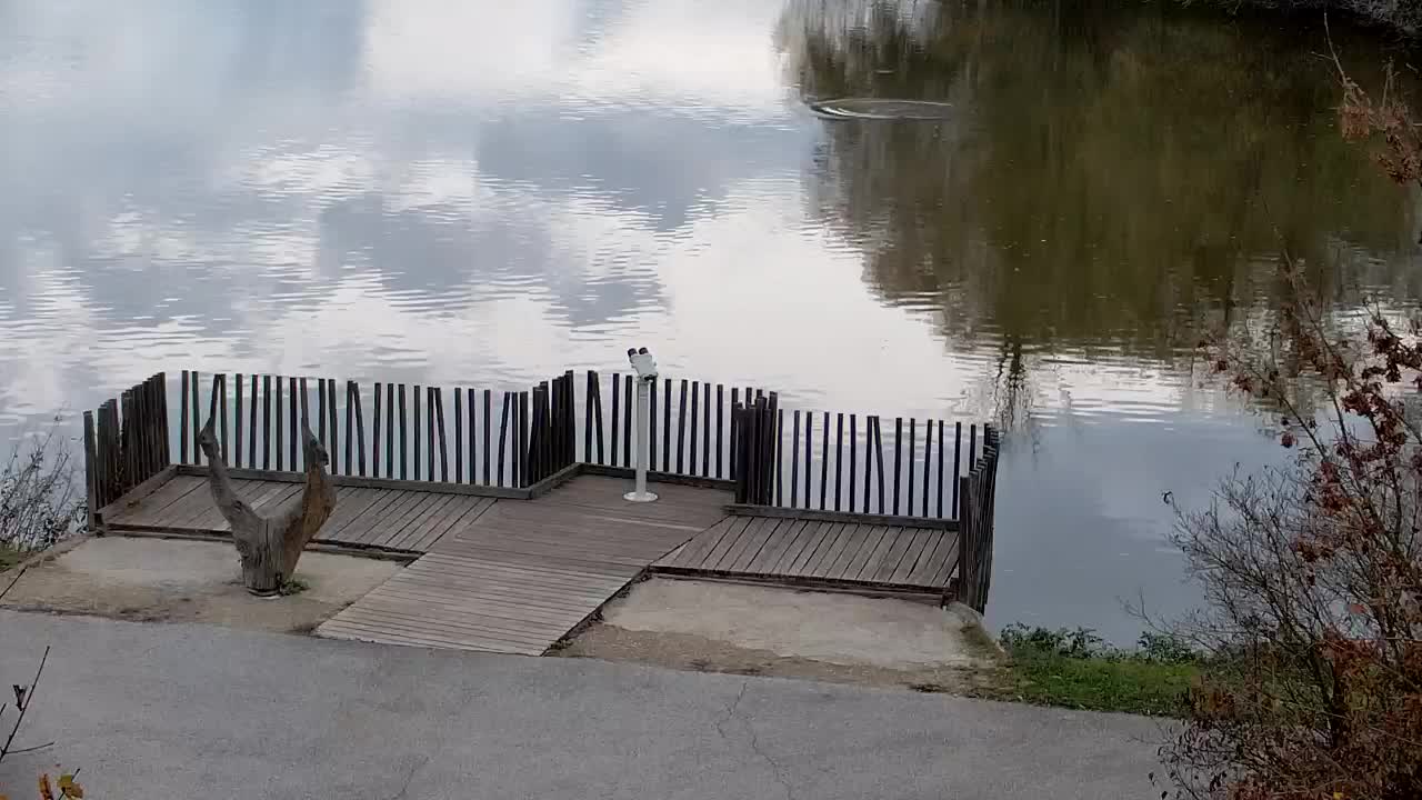 Webcam Ribnik Vrbje – Žalec