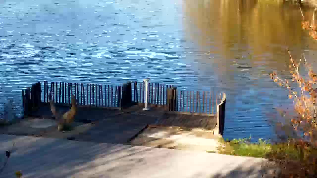 Webcam Ribnik Vrbje – Žalec