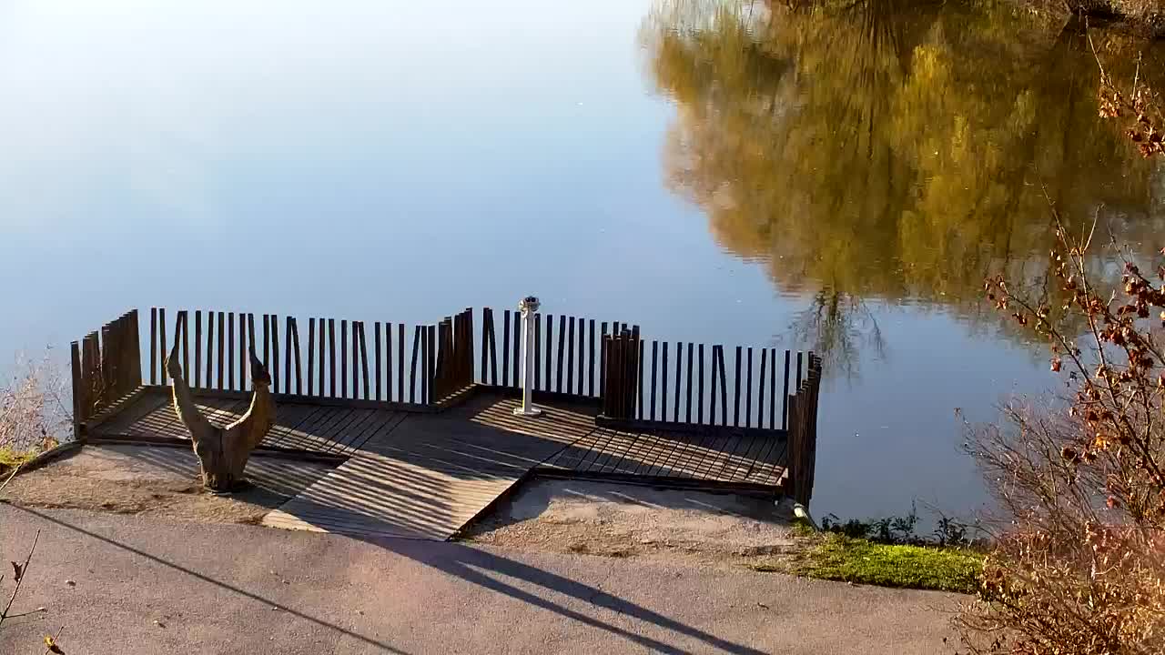 Spletna kamera Ribnik Vrbje – Žalec