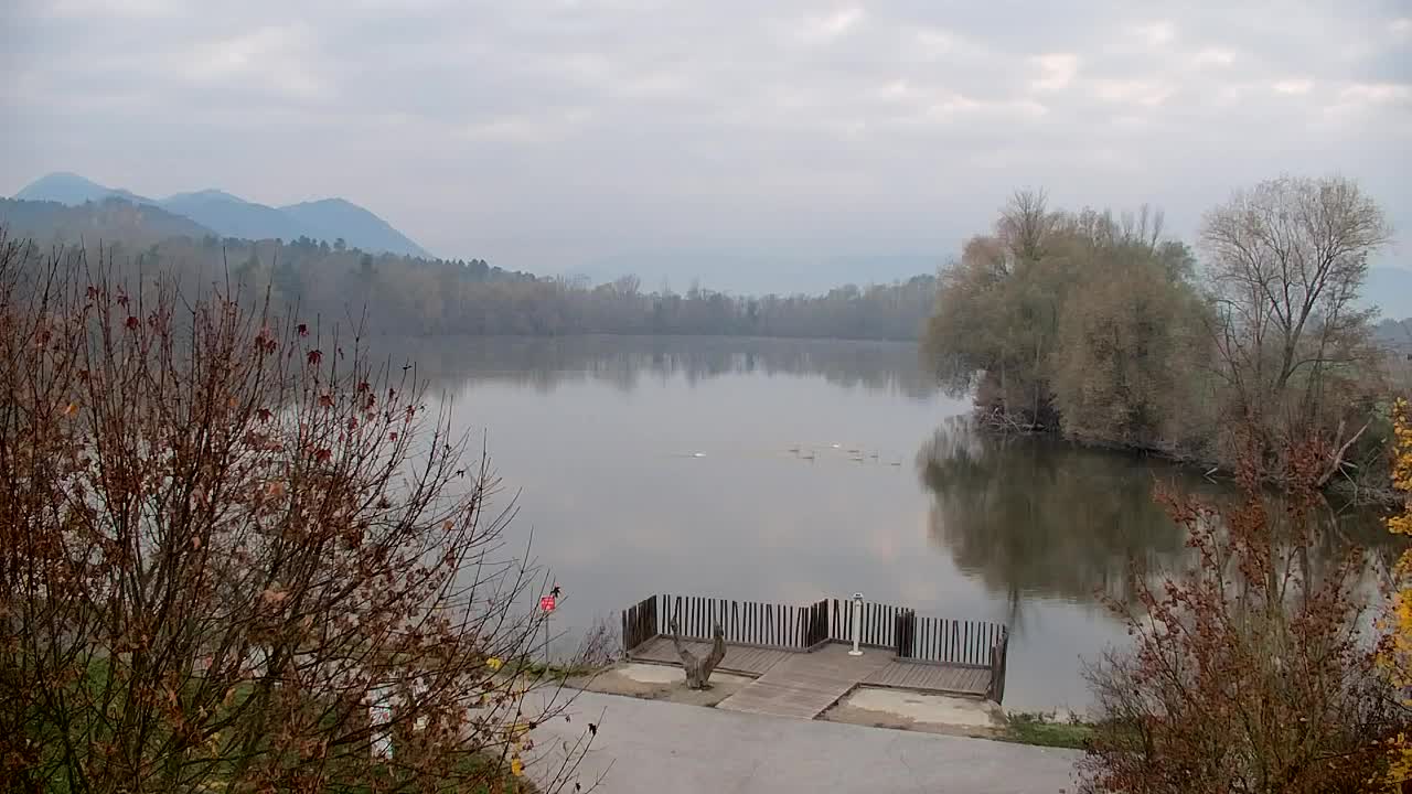 Web kamera Ribnik Vrbje – Žalec