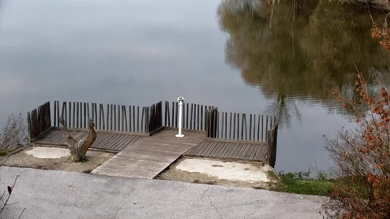 Spletna kamera Ribnik Vrbje – Žalec