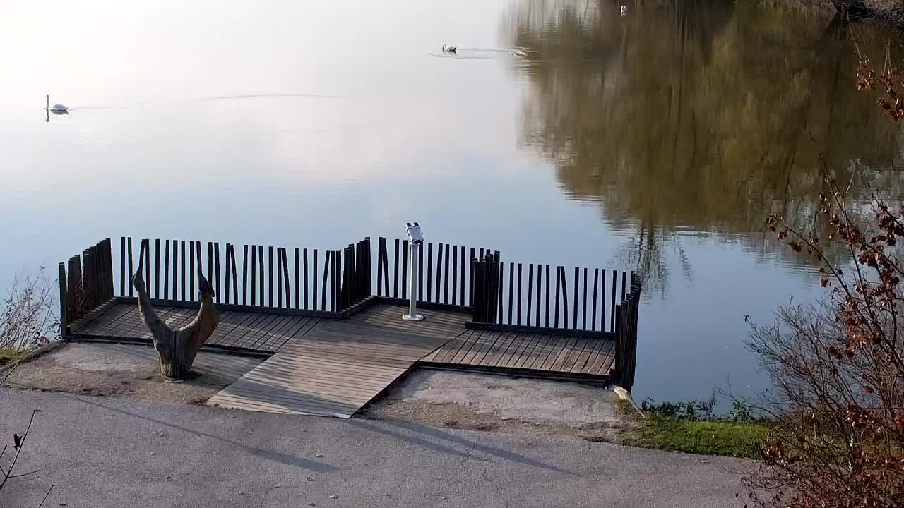 Web kamera Ribnik Vrbje – Žalec