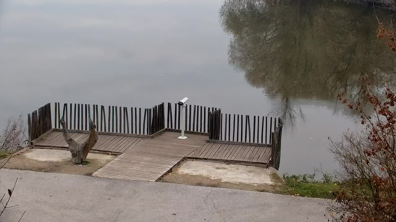 Webcam Ribnik Vrbje – Žalec