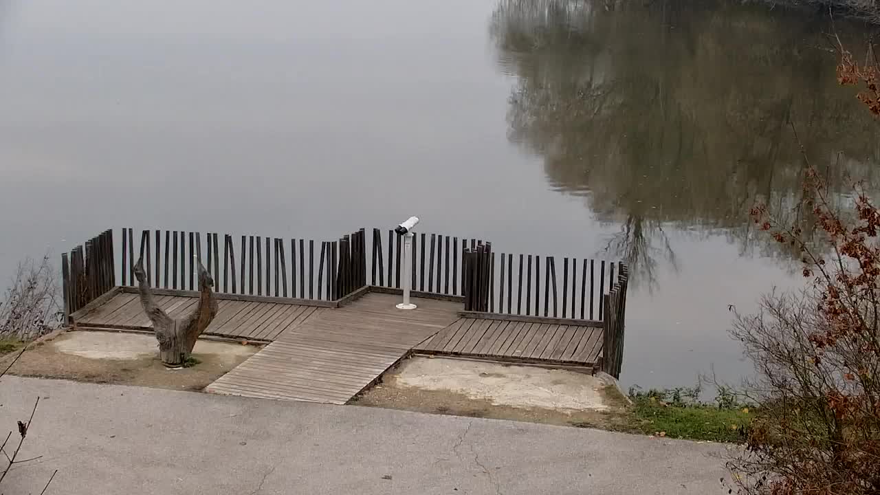 Webcam Ribnik Vrbje – Žalec