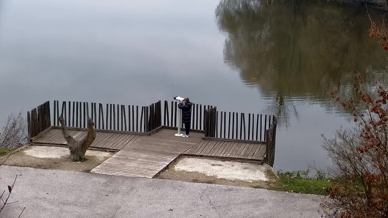 Spletna kamera Ribnik Vrbje – Žalec