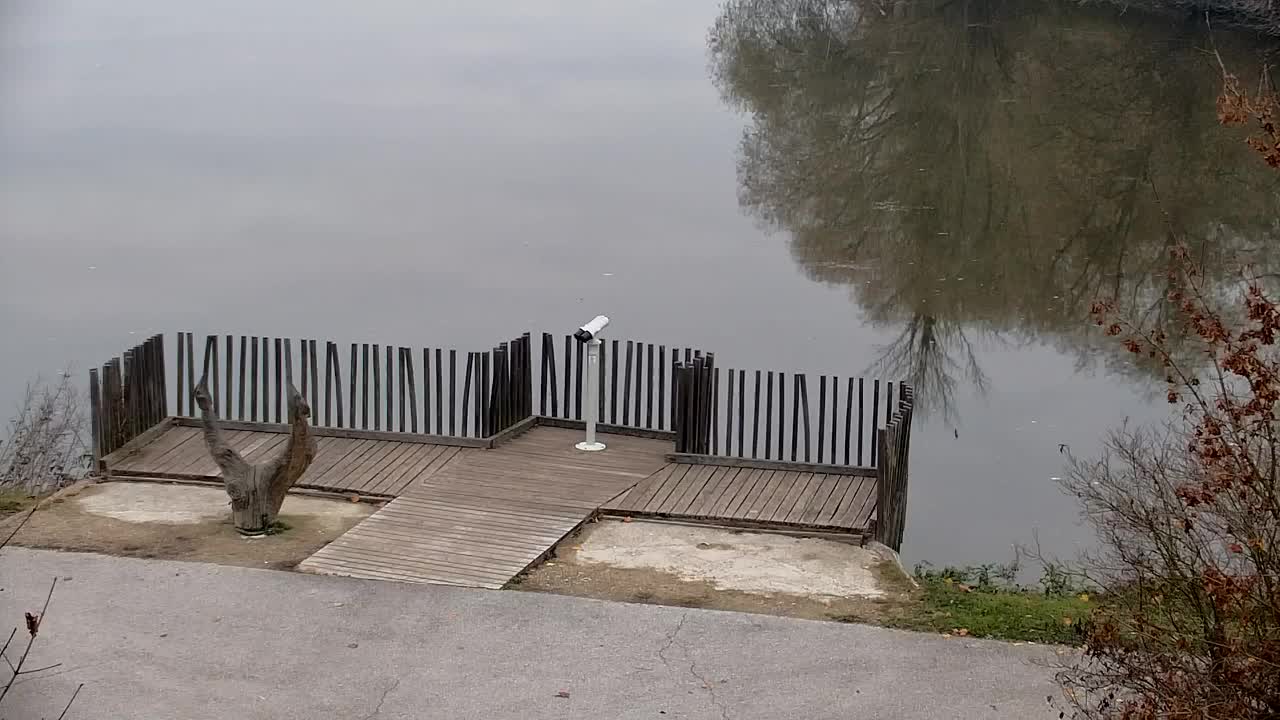 Webcam Ribnik Vrbje – Žalec