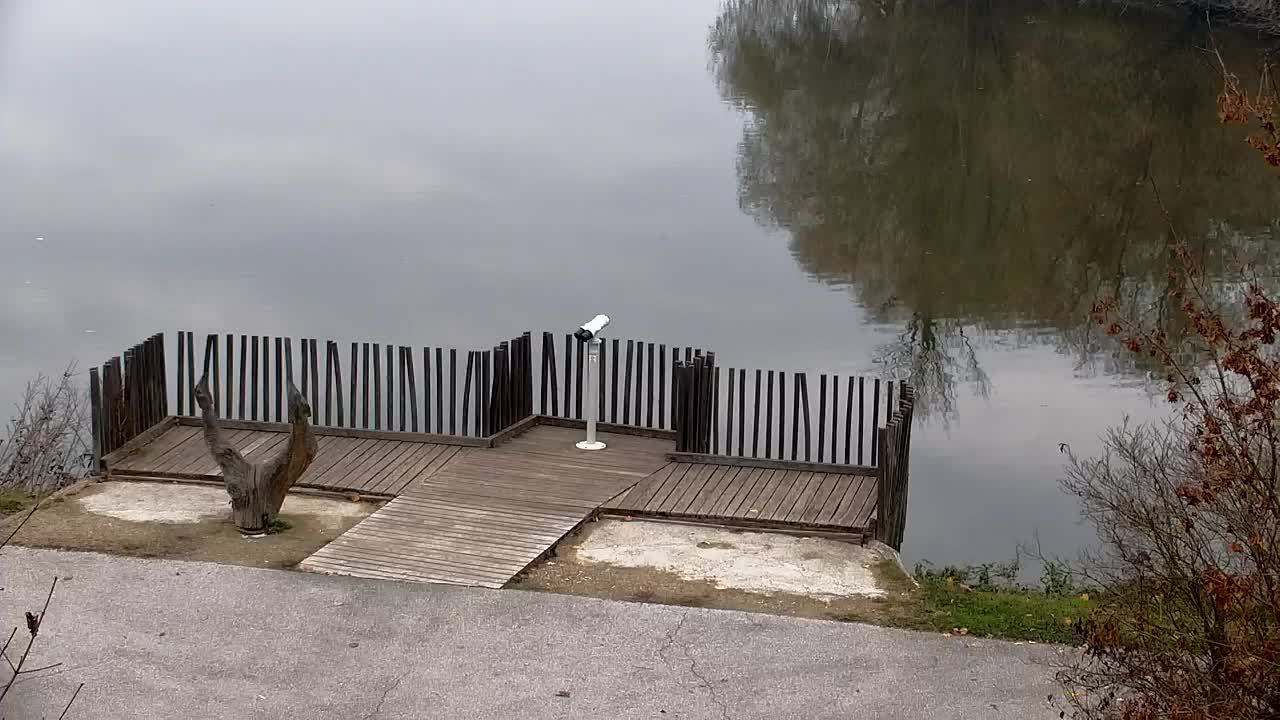 Webcam Ribnik Vrbje – Žalec