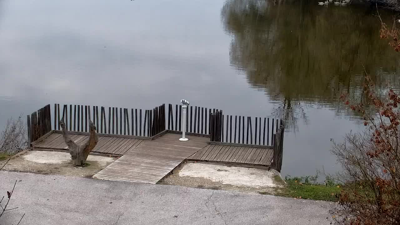 Web kamera Ribnik Vrbje – Žalec