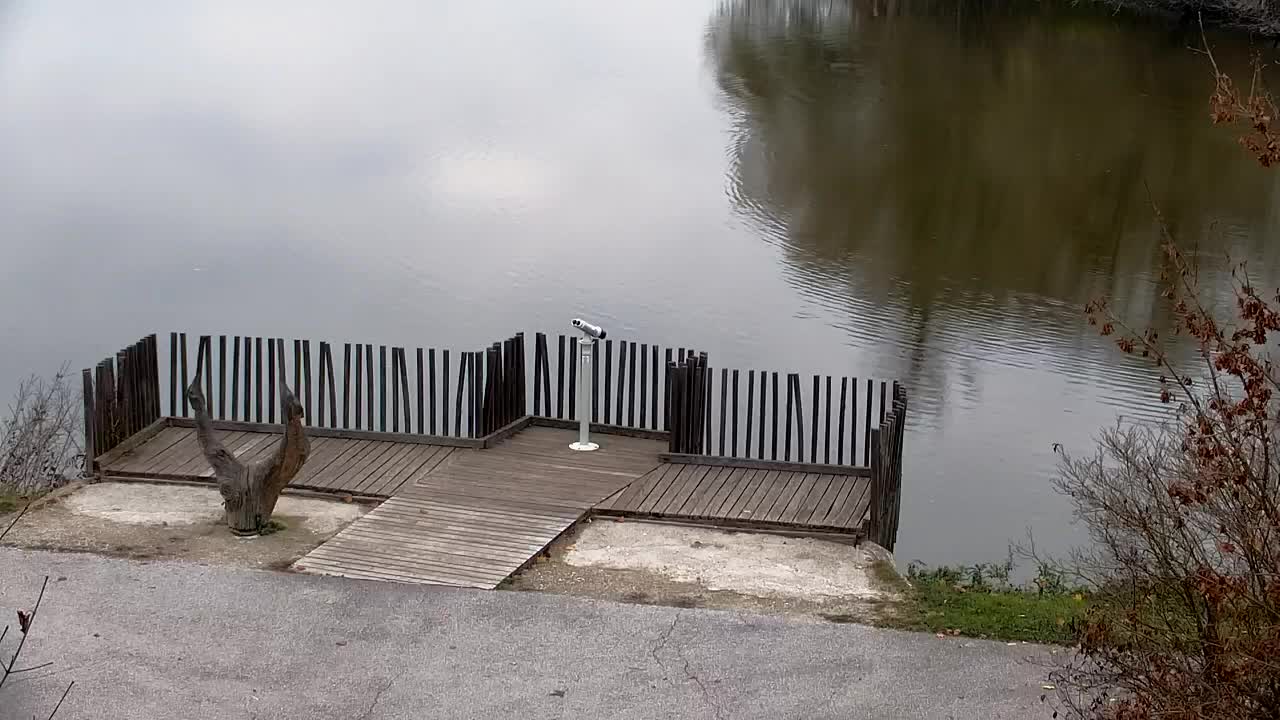 Webcam Ribnik Vrbje – Žalec