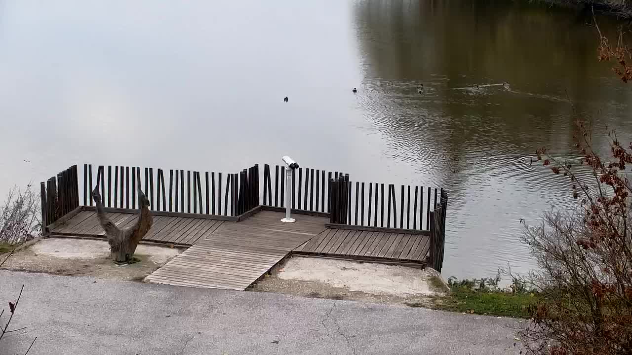 Webcam Ribnik Vrbje – Žalec