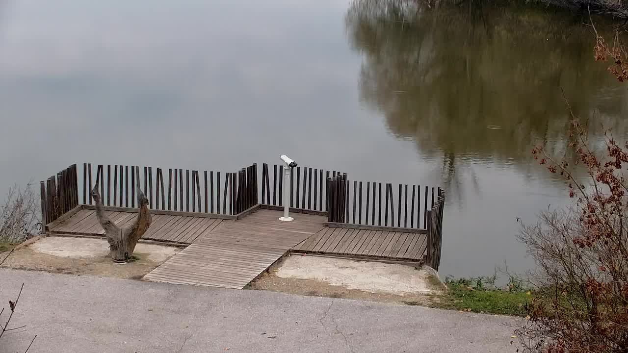 Webcam Ribnik Vrbje – Žalec