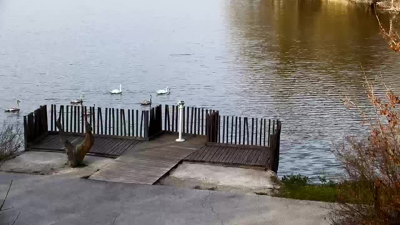 Webcam Ribnik Vrbje – Žalec