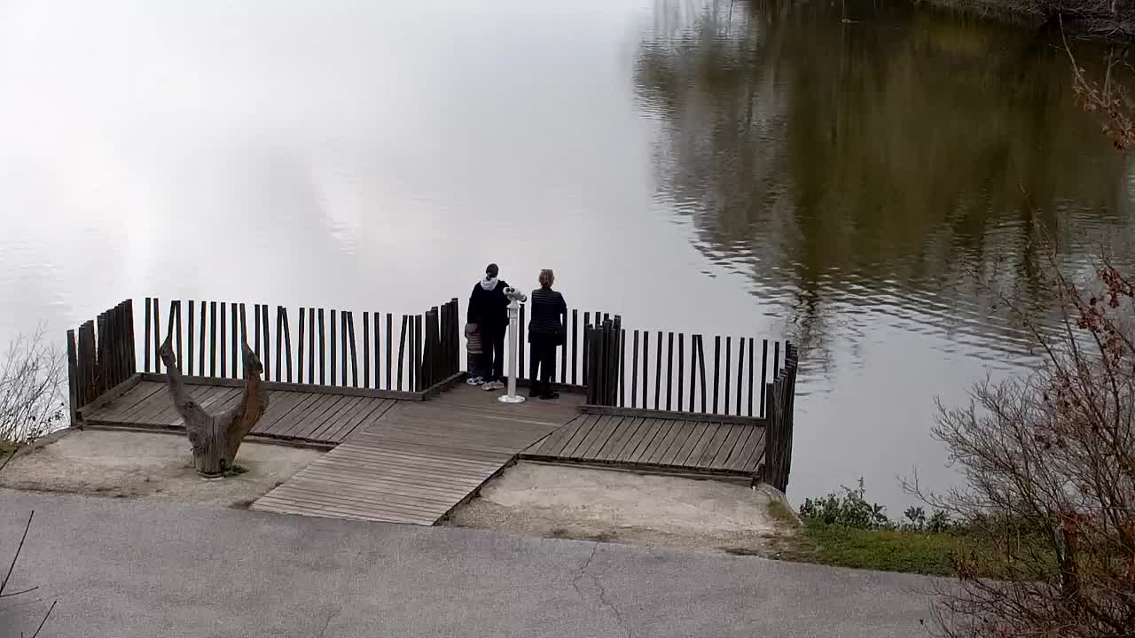 Web kamera Ribnik Vrbje – Žalec