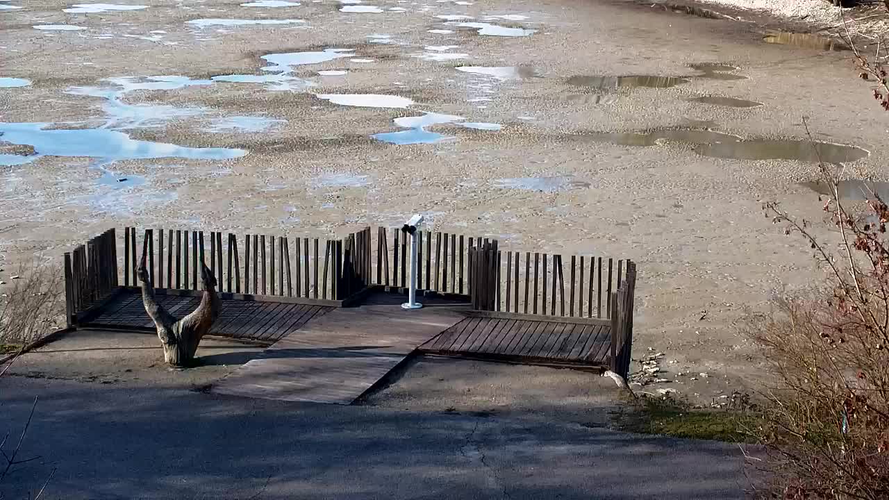 Webcam Ribnik Vrbje – Žalec