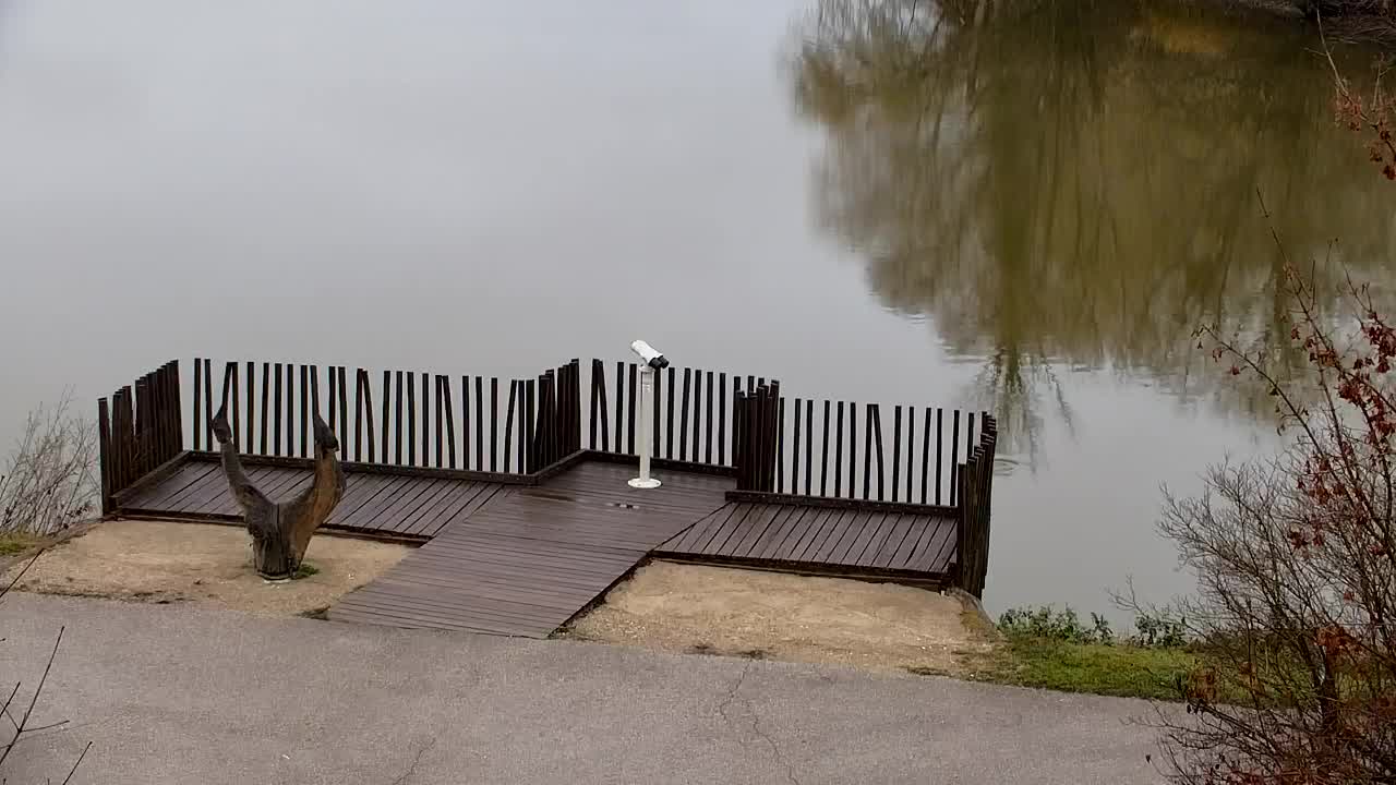 Web kamera Ribnik Vrbje – Žalec