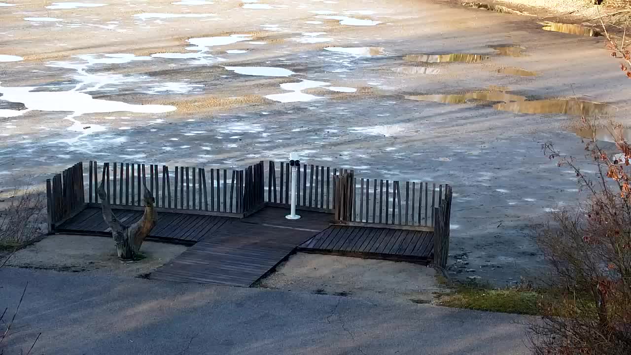 Web kamera Ribnik Vrbje – Žalec