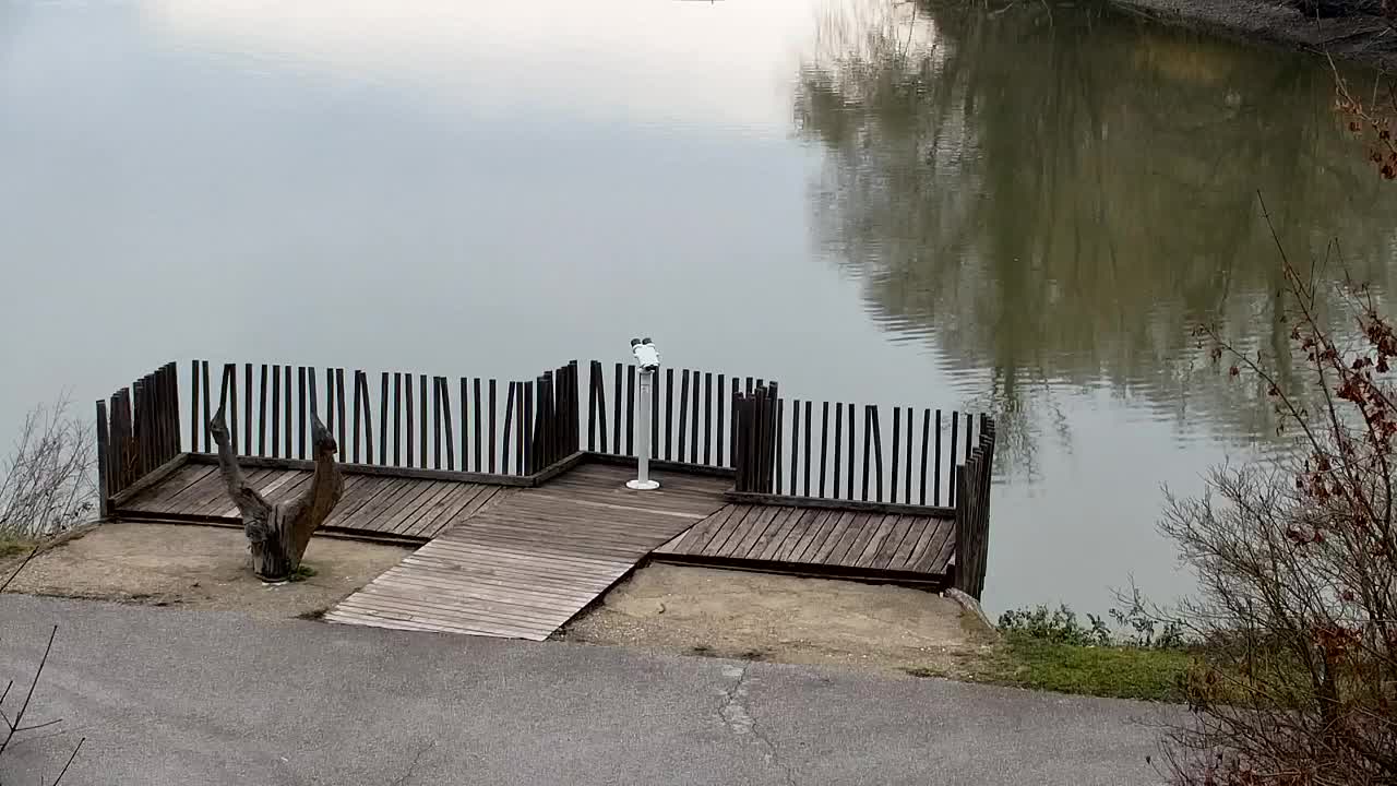 Webcam Ribnik Vrbje – Žalec