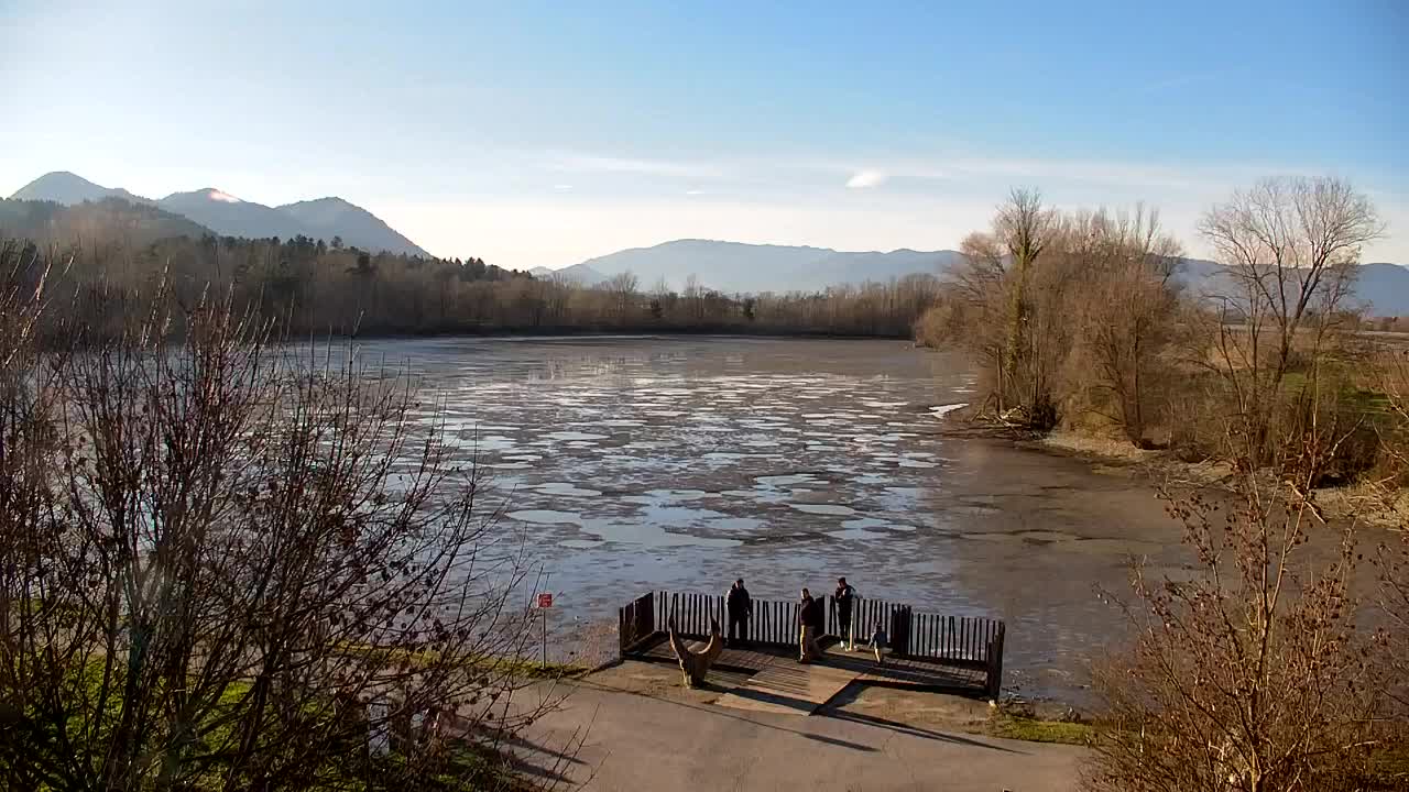 Web kamera Ribnik Vrbje – Žalec