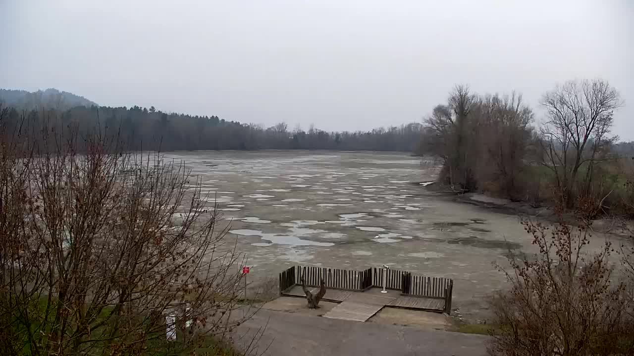 Web kamera Ribnik Vrbje – Žalec