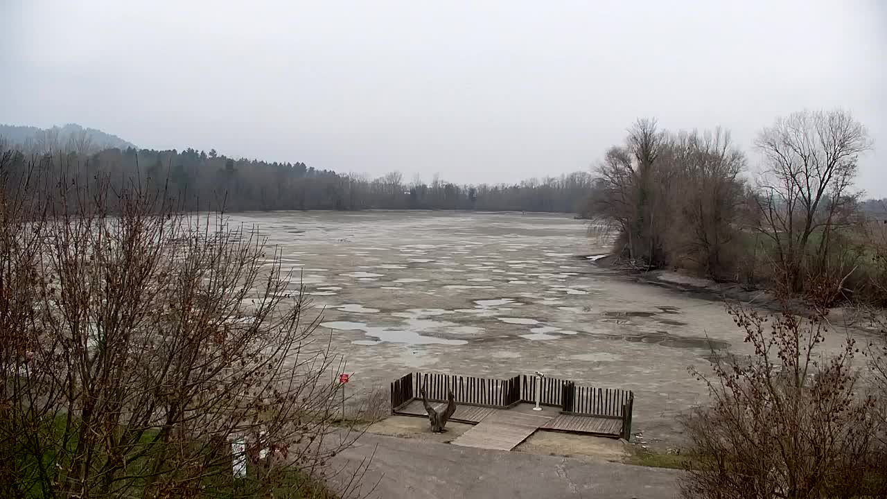 Webcam Ribnik Vrbje – Žalec