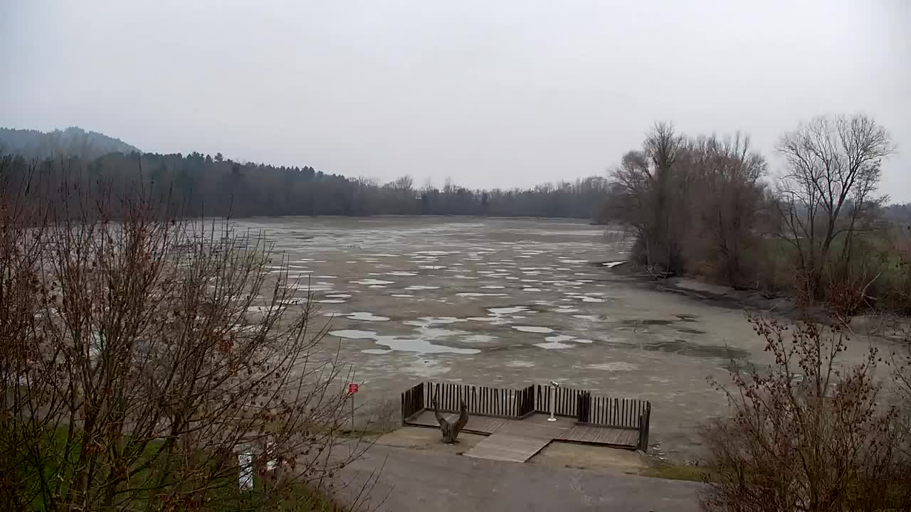 Web kamera Ribnik Vrbje – Žalec