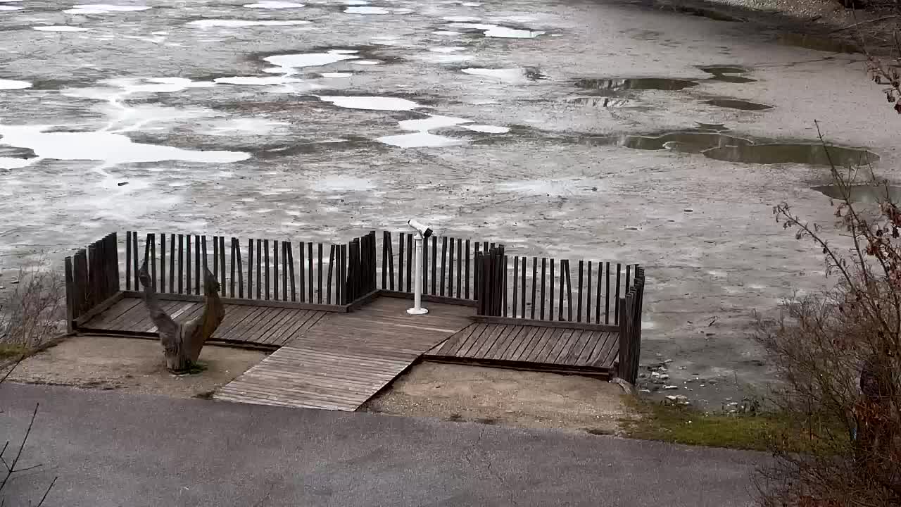 Webcam Ribnik Vrbje – Žalec