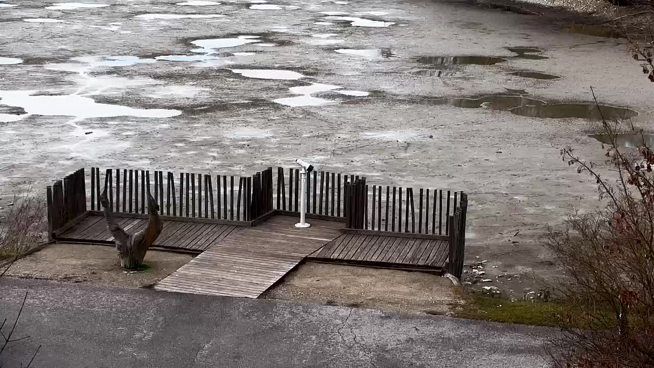 Webcam Ribnik Vrbje – Žalec