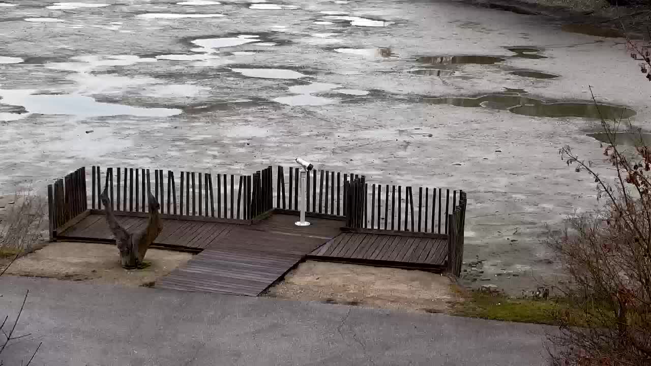 Webcam Ribnik Vrbje – Žalec