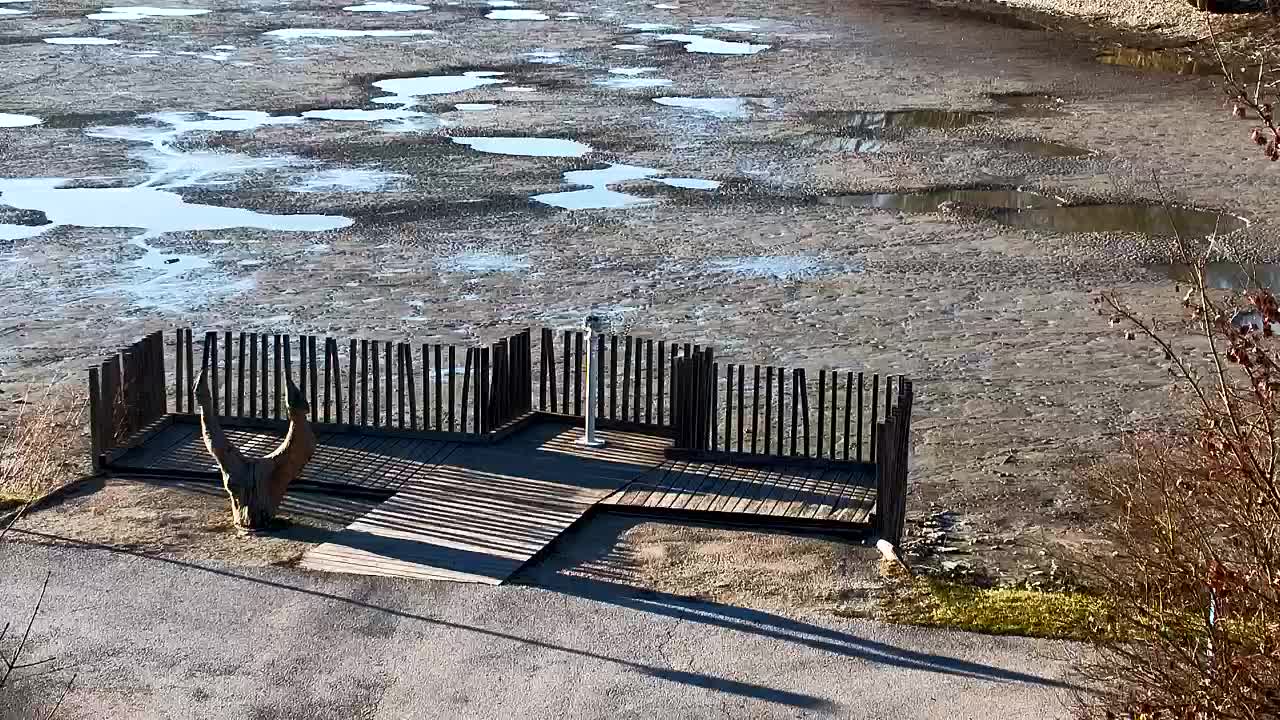 Web kamera Ribnik Vrbje – Žalec