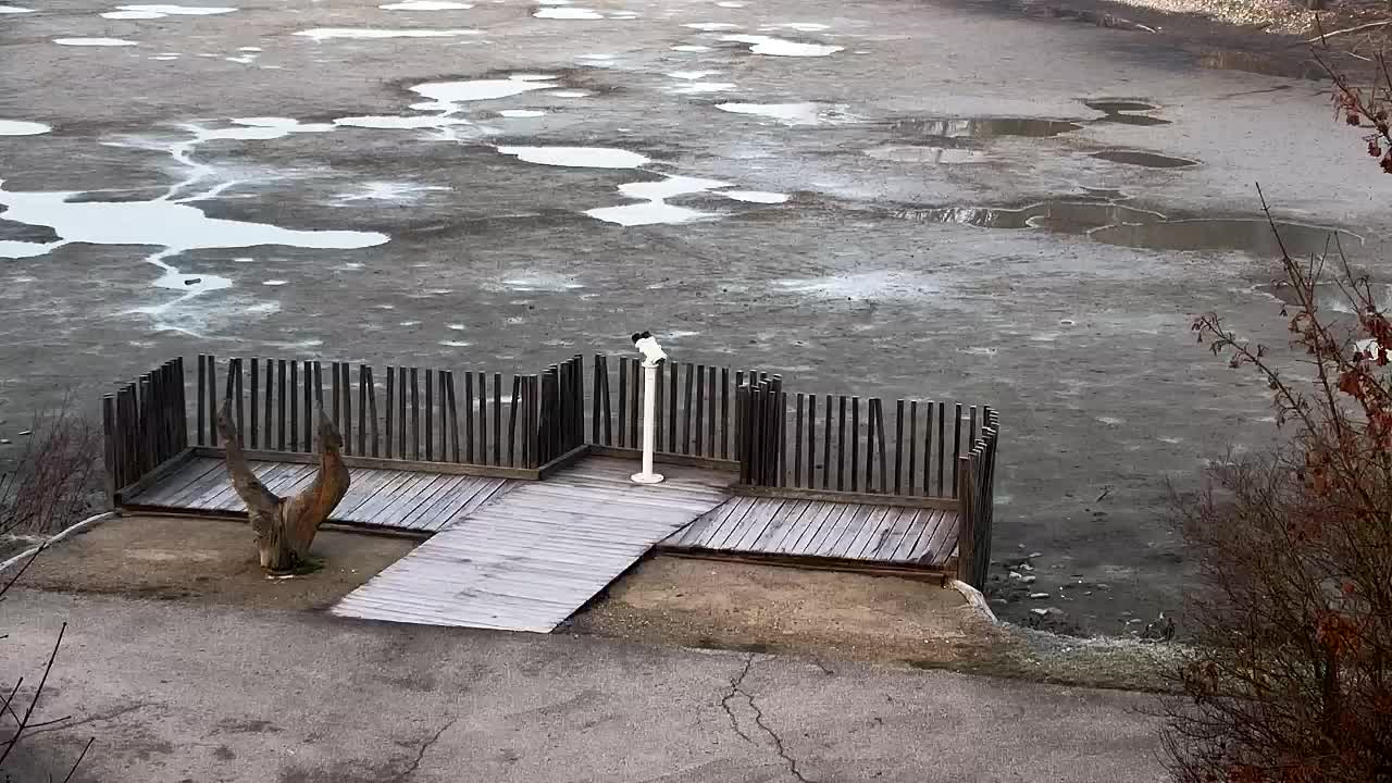 Webcam Ribnik Vrbje – Žalec