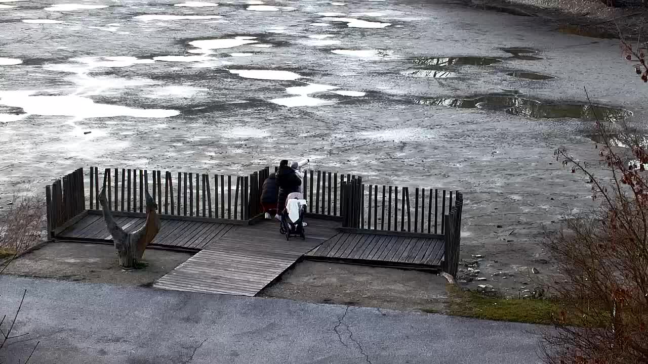 Webcam Ribnik Vrbje – Žalec