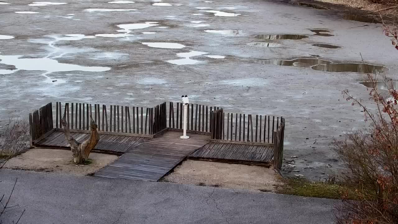 Webcam Ribnik Vrbje – Žalec