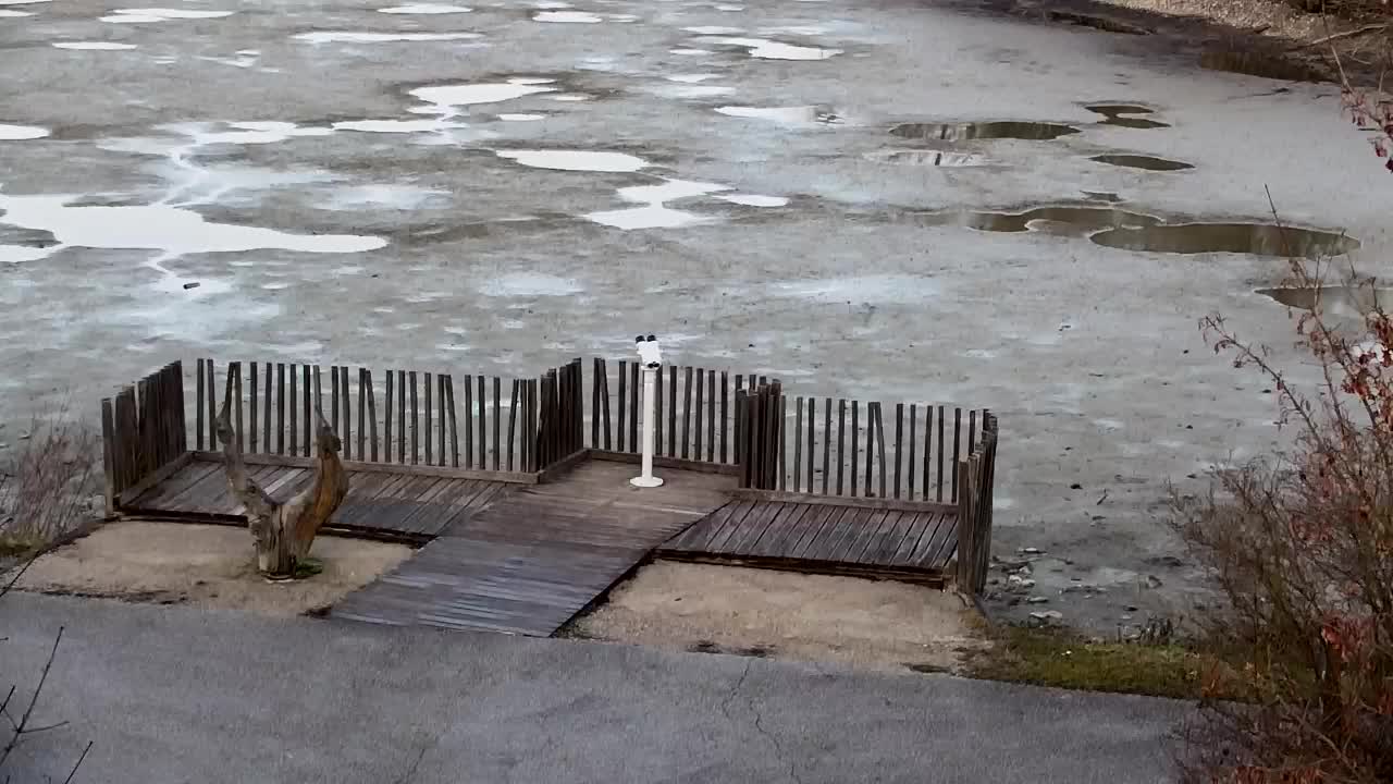 Webcam Ribnik Vrbje – Žalec