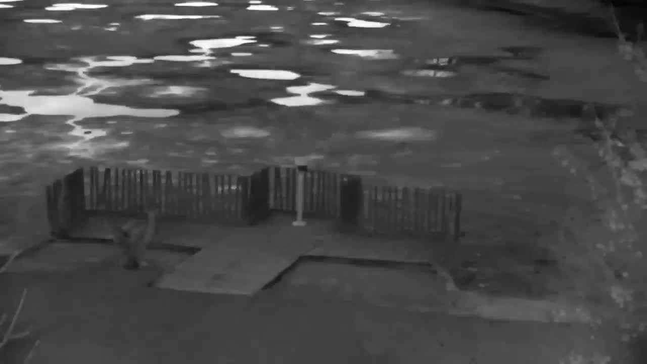 Webcam Ribnik Vrbje – Žalec