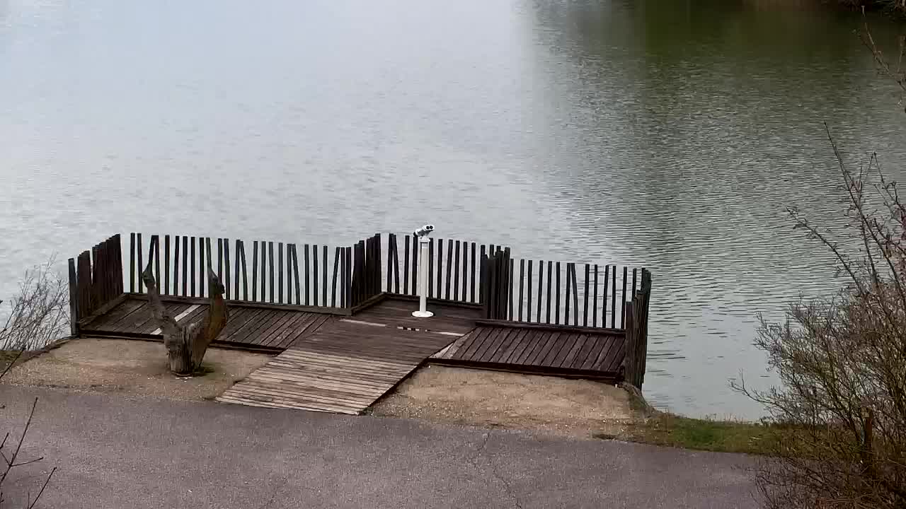 Webcam Ribnik Vrbje – Žalec