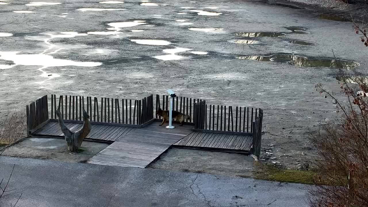 Webcam Ribnik Vrbje – Žalec