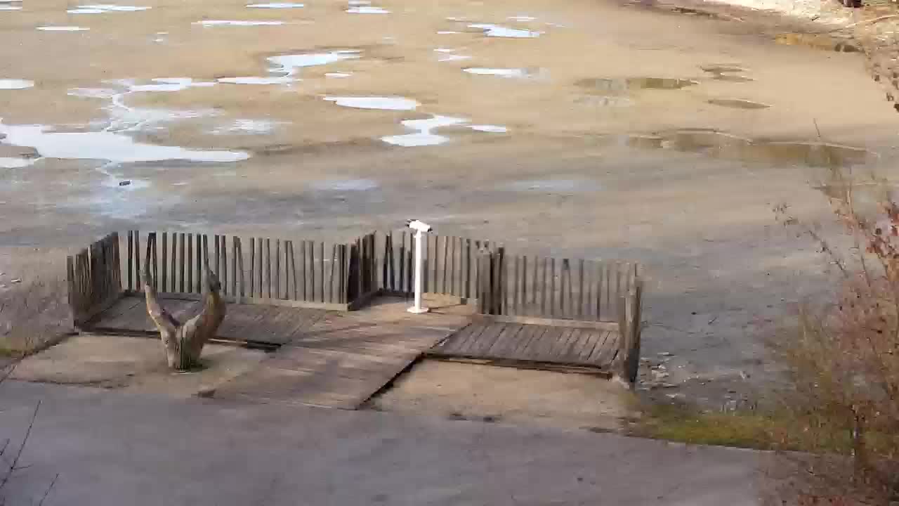 Webcam Ribnik Vrbje – Žalec