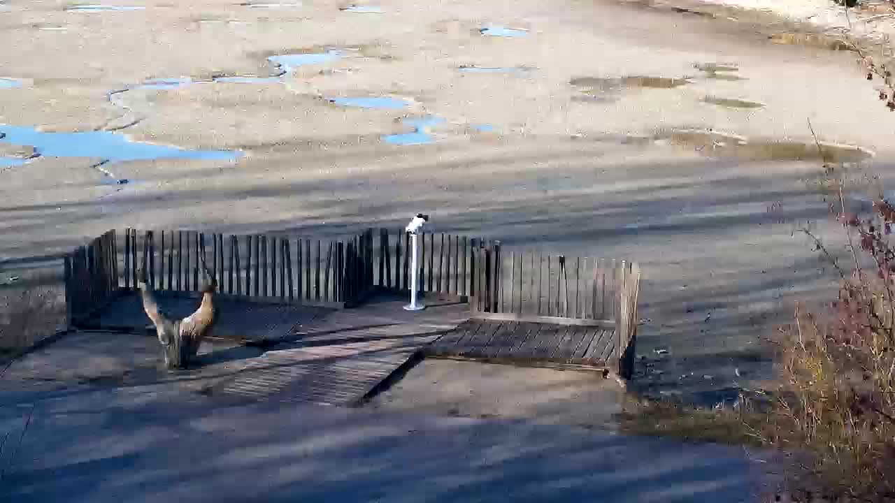 Web kamera Ribnik Vrbje – Žalec