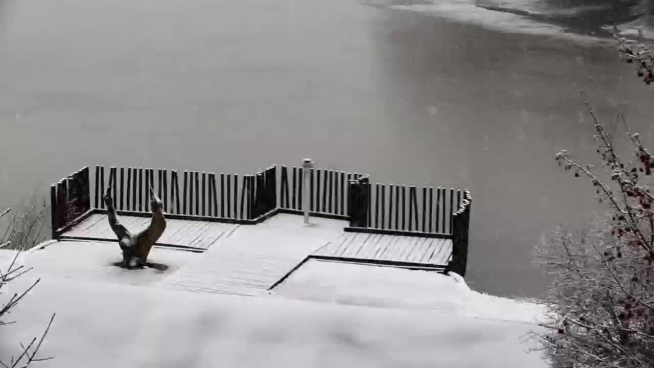 Web kamera Ribnik Vrbje – Žalec