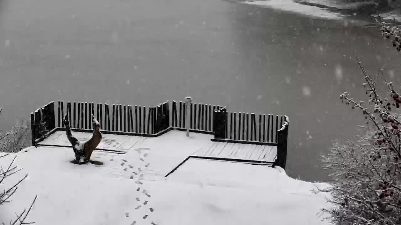 Webcam Ribnik Vrbje – Žalec