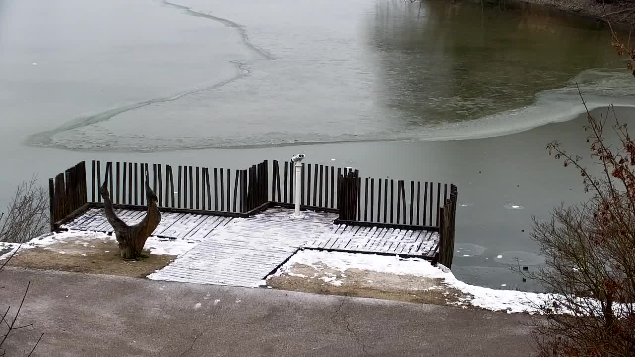 Webcam Ribnik Vrbje – Žalec