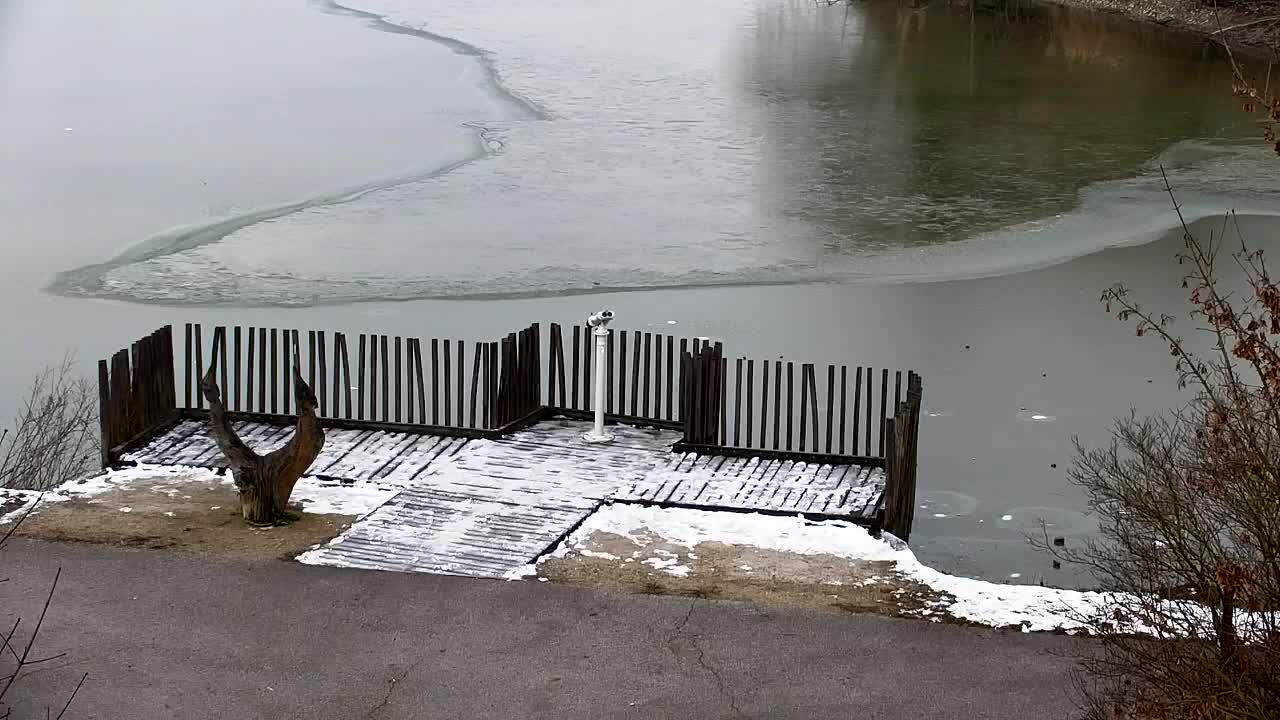 Spletna kamera Ribnik Vrbje – Žalec