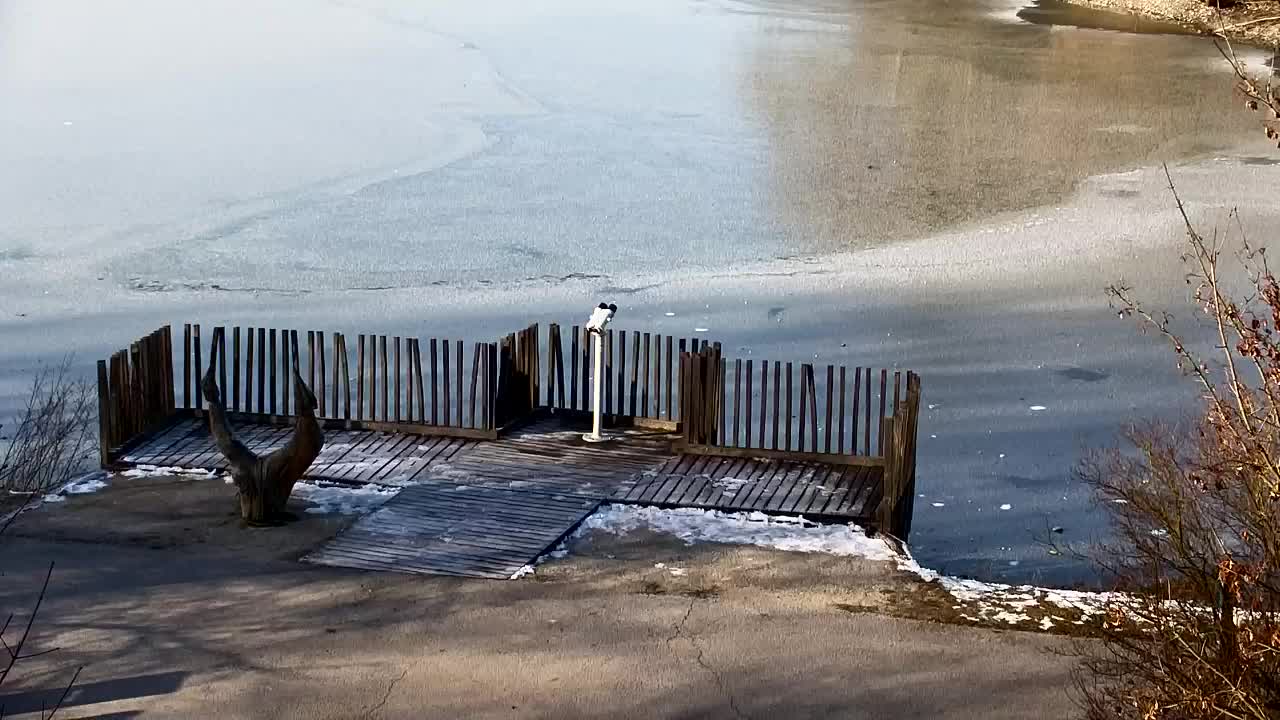 Webcam Ribnik Vrbje – Žalec