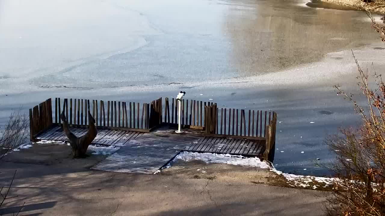 Webcam Ribnik Vrbje – Žalec